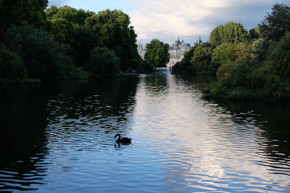 a duck floating on top of a body of water