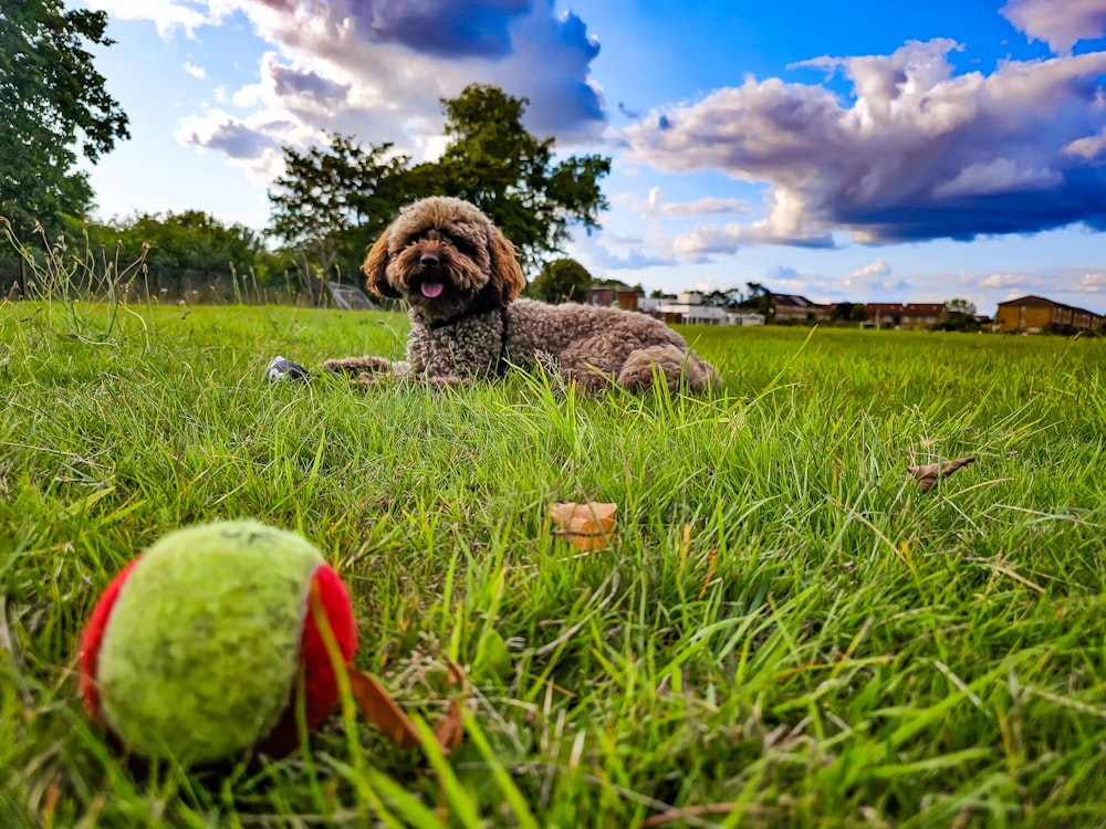 a dog laying in the grass next to a tennis ball