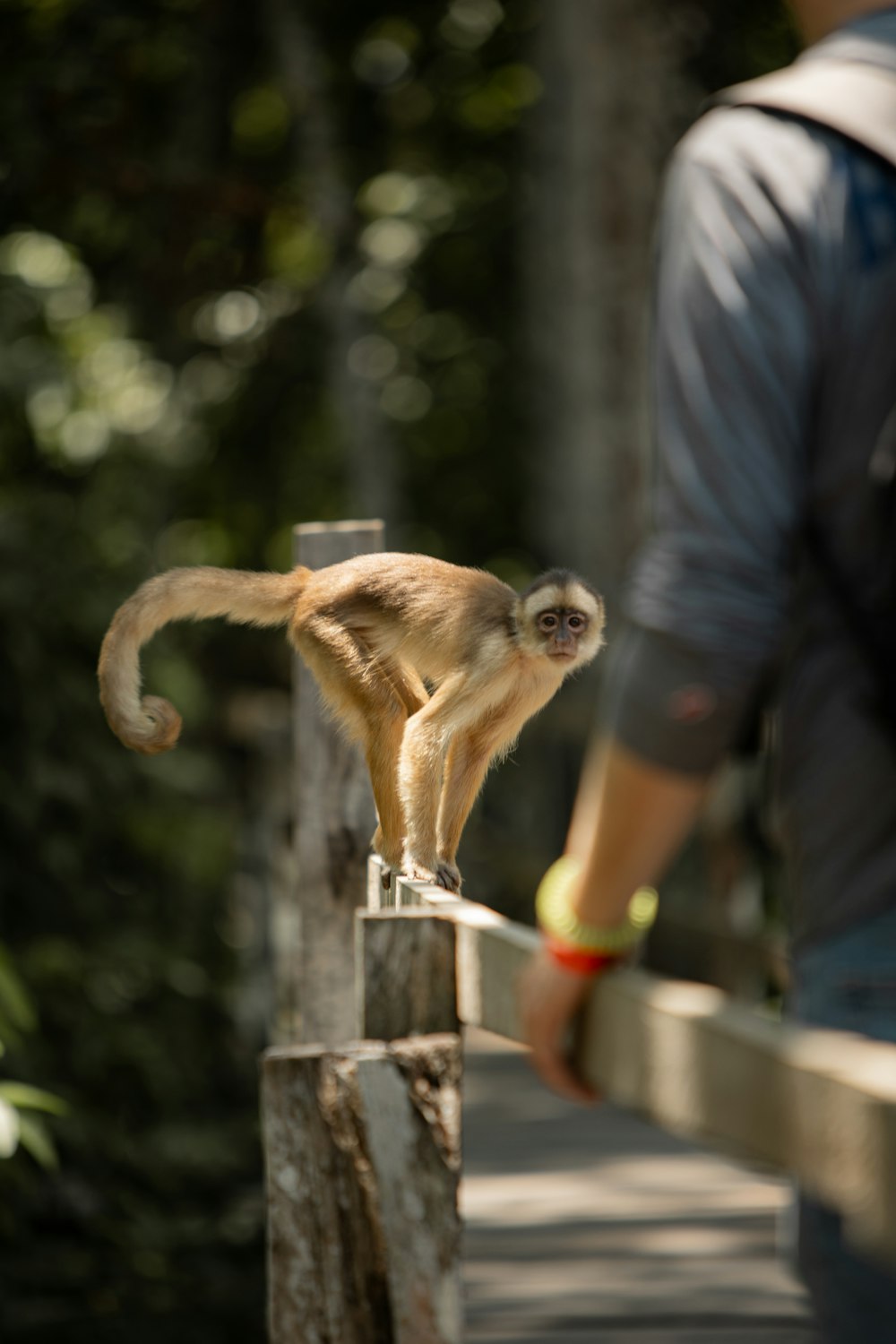 a small monkey standing on a wooden rail