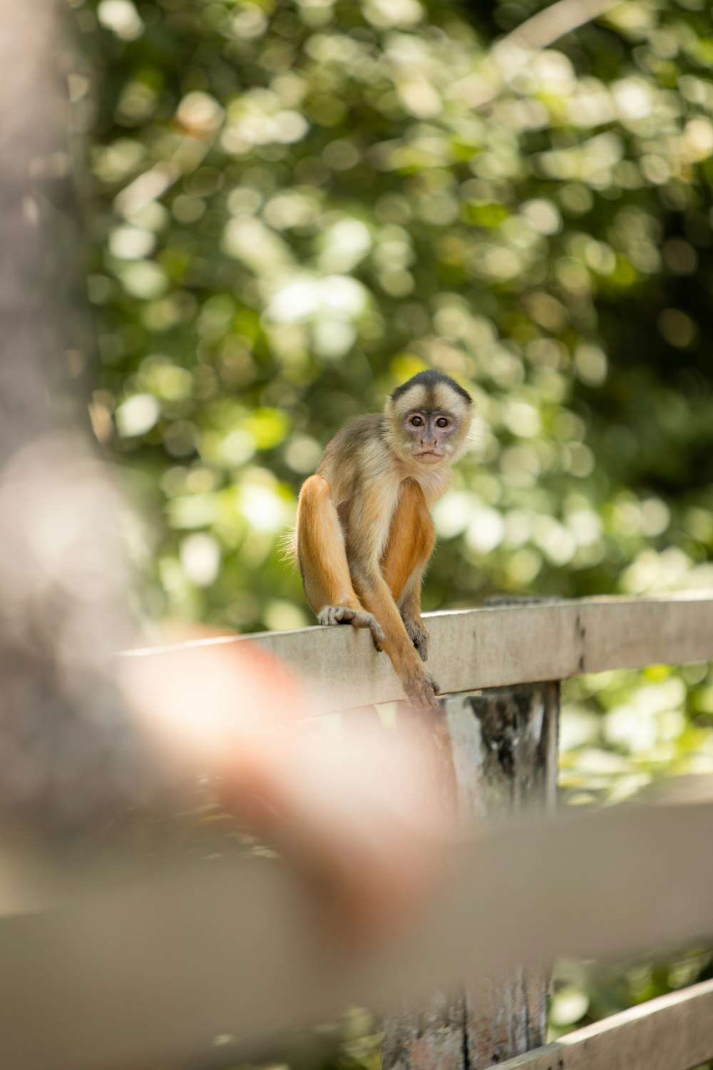 a small monkey sitting on top of a wooden fence