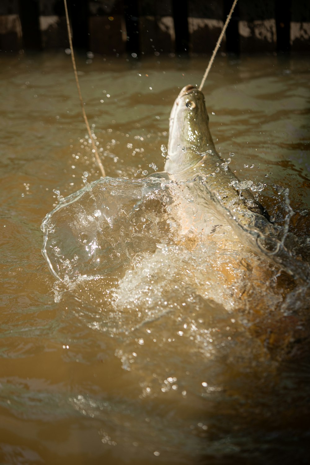 a large animal in a body of water