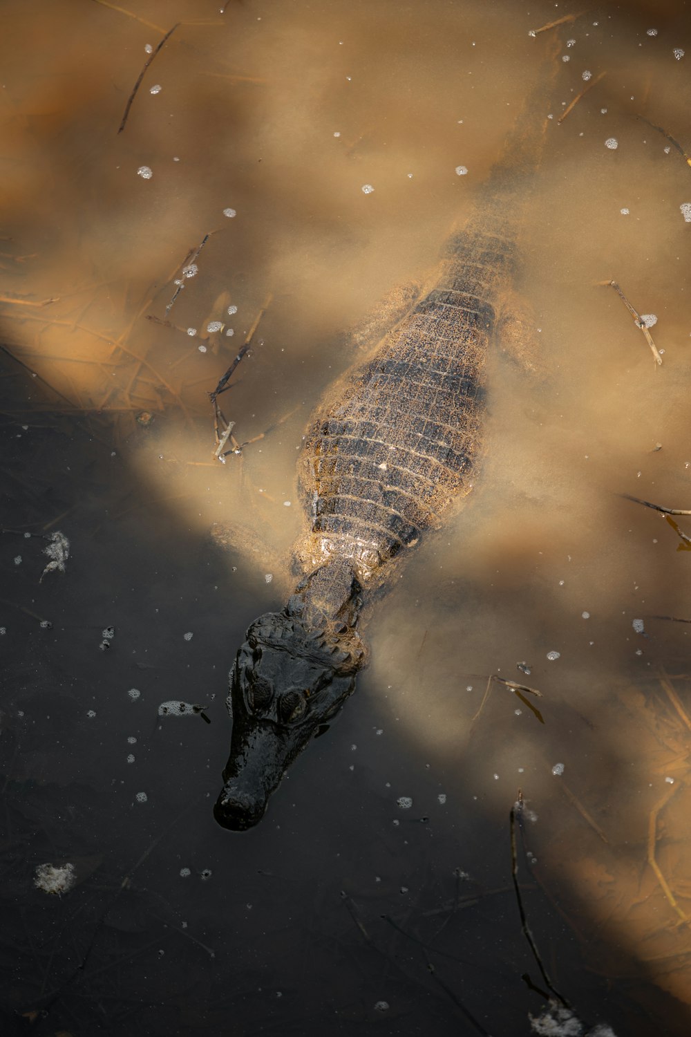 a large alligator swimming in a body of water