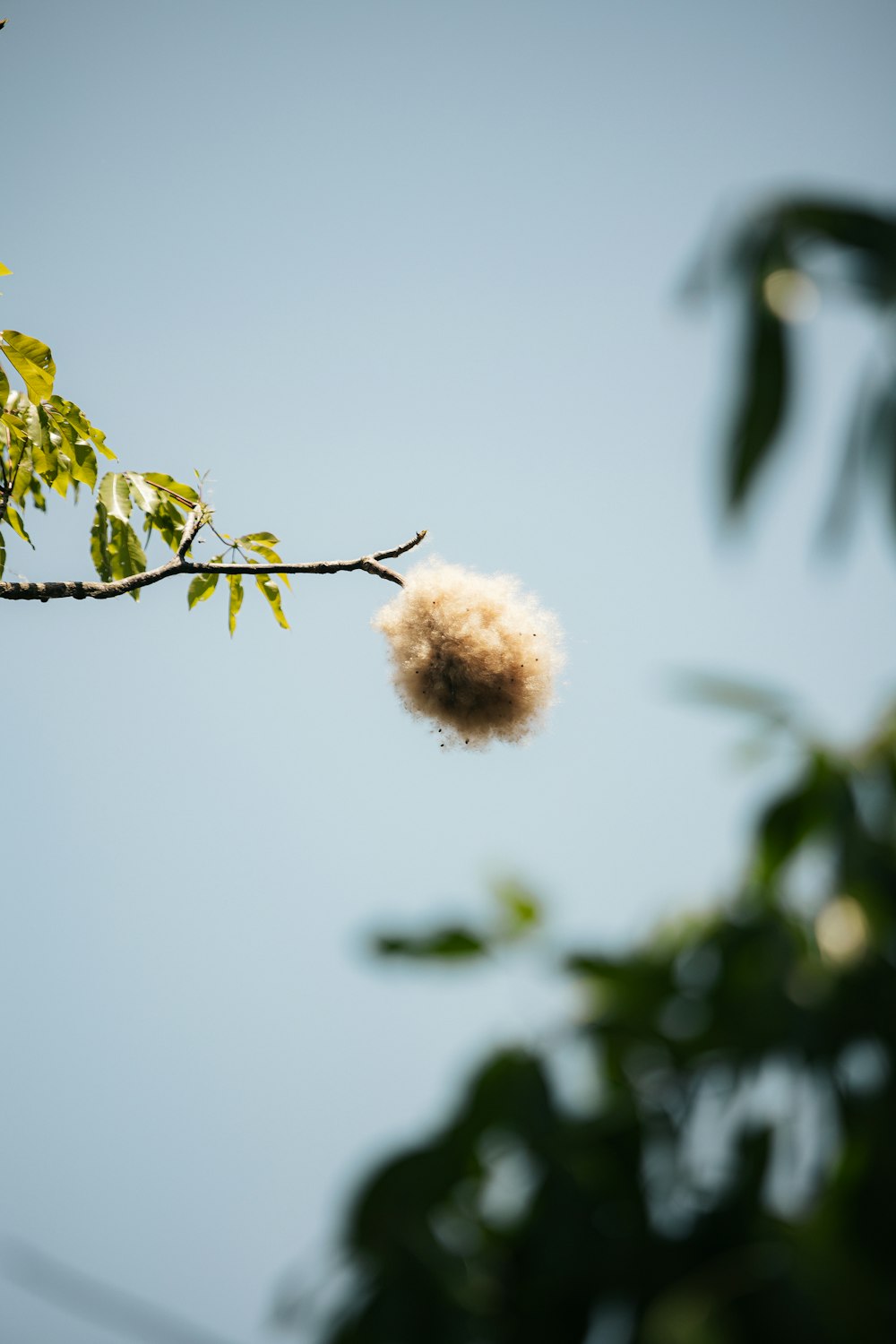 a bird's nest hanging from a tree branch