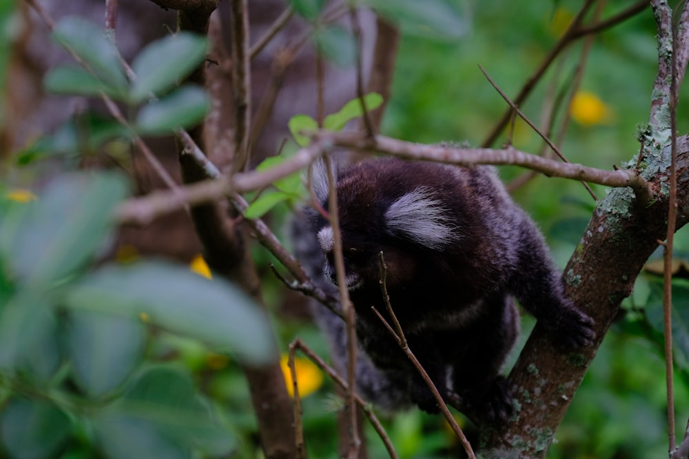 a monkey is sitting on a tree branch