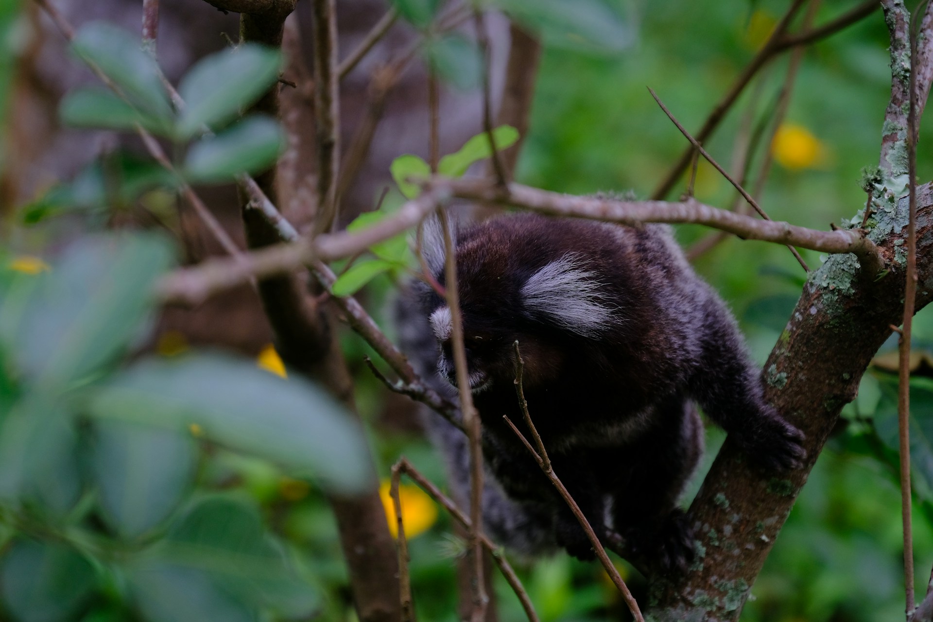 a monkey is sitting on a tree branch
