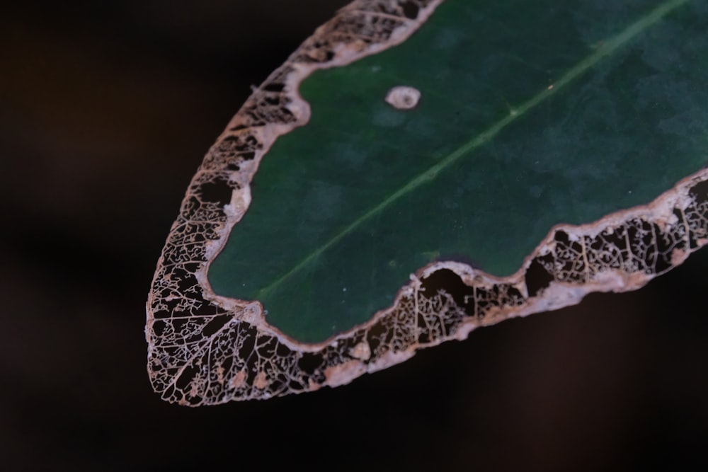 a close up of a leaf with a drop of water on it