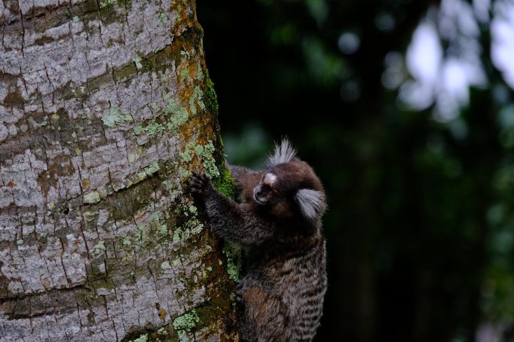 a small brown and white animal climbing up the side of a tree