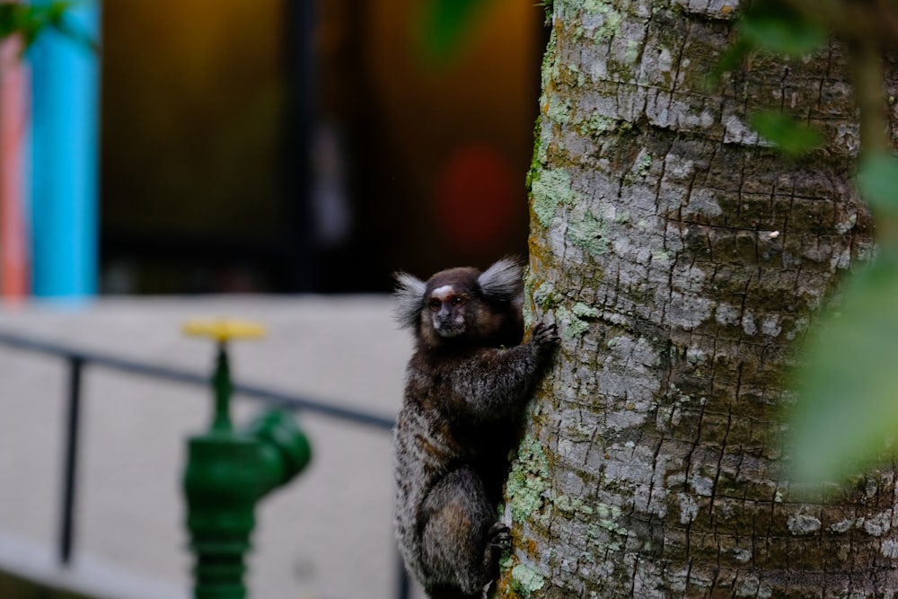 um pequeno animal subindo ao lado de uma árvore