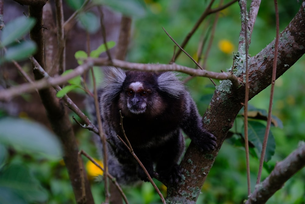 um macaco está sentado em um galho de árvore