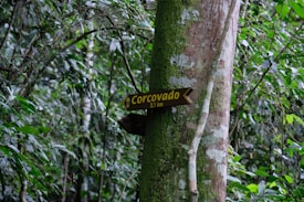 A pathway sign indicating 'Corcovado 2.7 km' attached to a tree trunk in a lush rainforest setting. The surrounding area is densely populated with green foliage and various plants, suggesting a tropical environment.