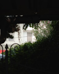 A view from a shaded area looking towards a building with white walls and horizontal window shutters. Dense greenery with climbing plants and trees obscures part of the view, adding a lush, natural element. The contrast between the shaded area and the brightly lit building creates a dramatic play of light and shadow.