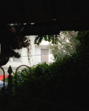 A view from a shaded area looking towards a building with white walls and horizontal window shutters. Dense greenery with climbing plants and trees obscures part of the view, adding a lush, natural element. The contrast between the shaded area and the brightly lit building creates a dramatic play of light and shadow.