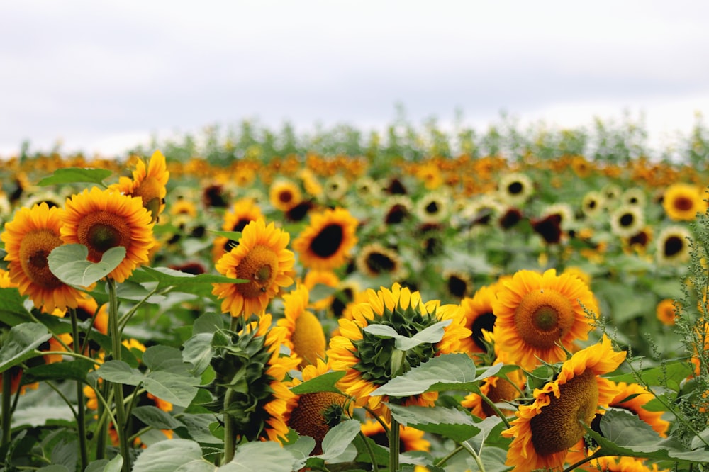 a large field of sunflowers on a cloudy day