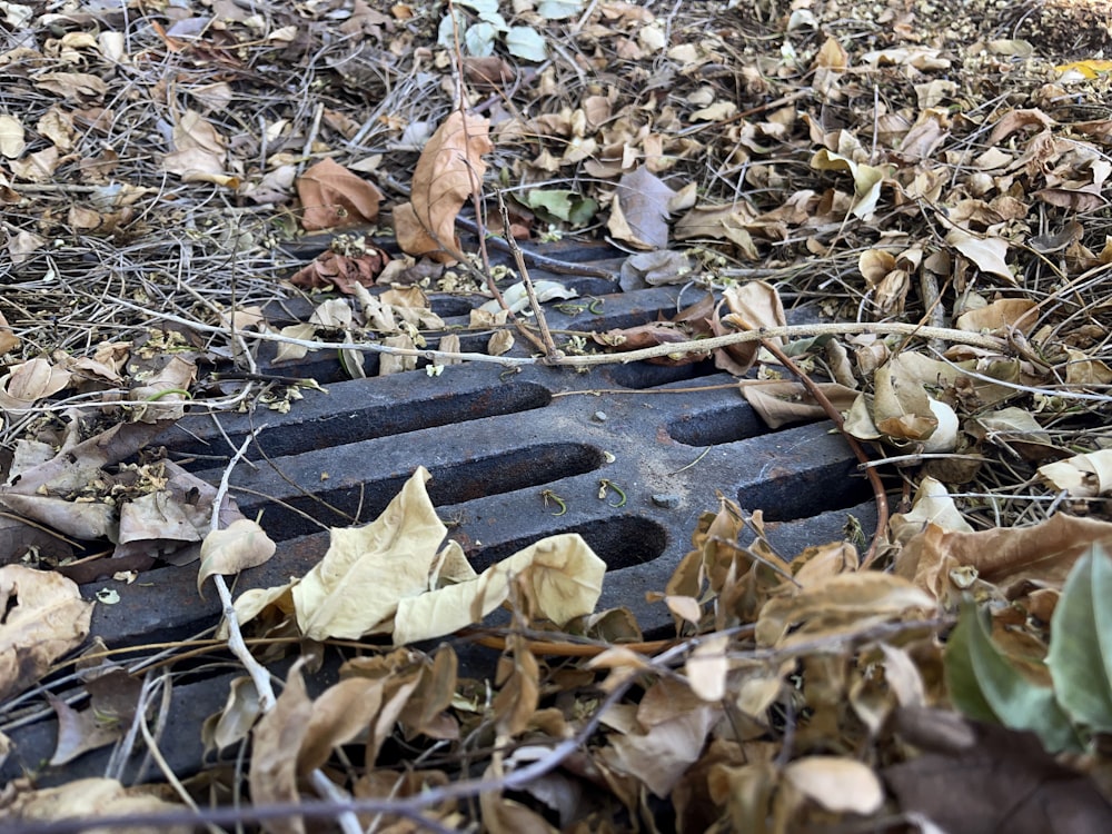 an old tire laying on the ground surrounded by leaves