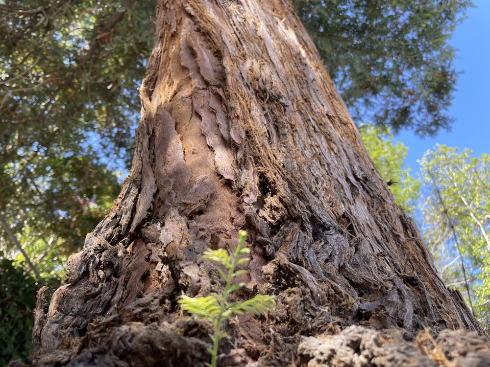 a close up of a tree with a blue sky in the background