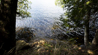 A serene lakeside morning scene with gentle water ripples and soft sunlight at Seven Park Hotel.