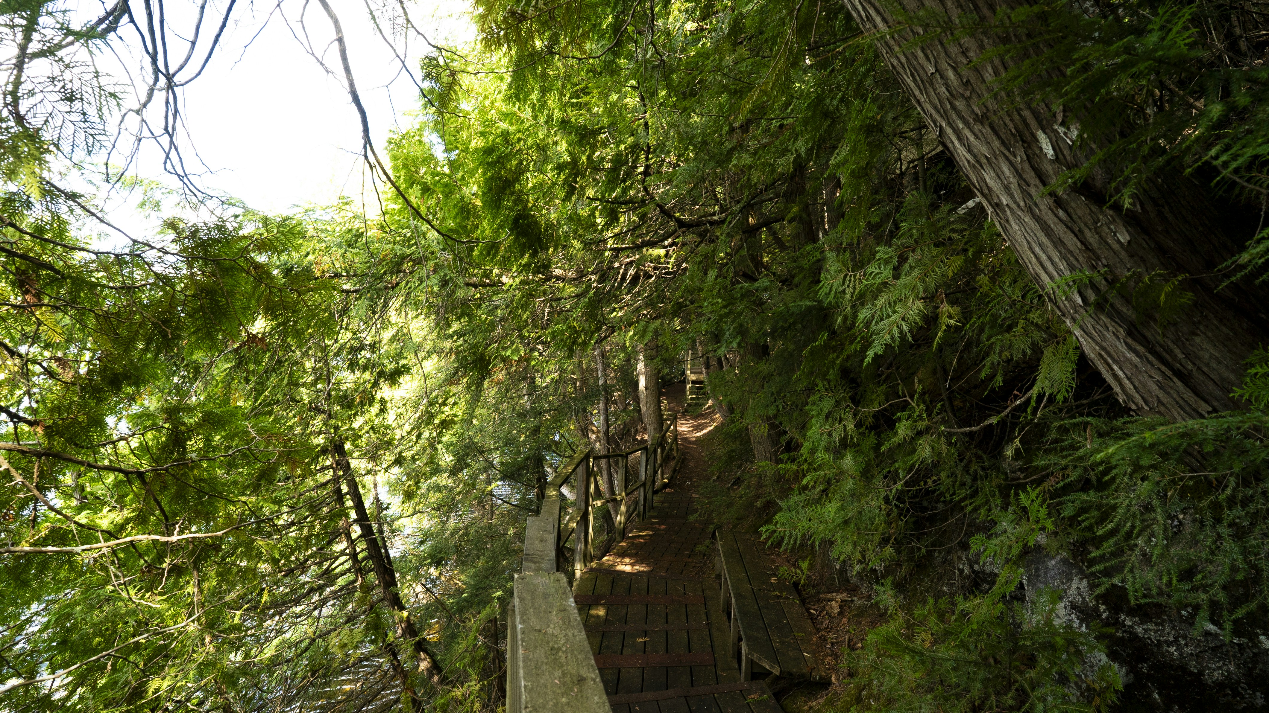 a wooden path in a forest with lots of trees