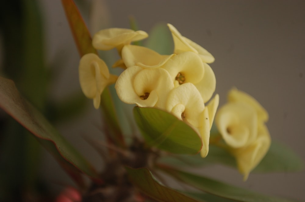 a close up of some yellow flowers on a plant