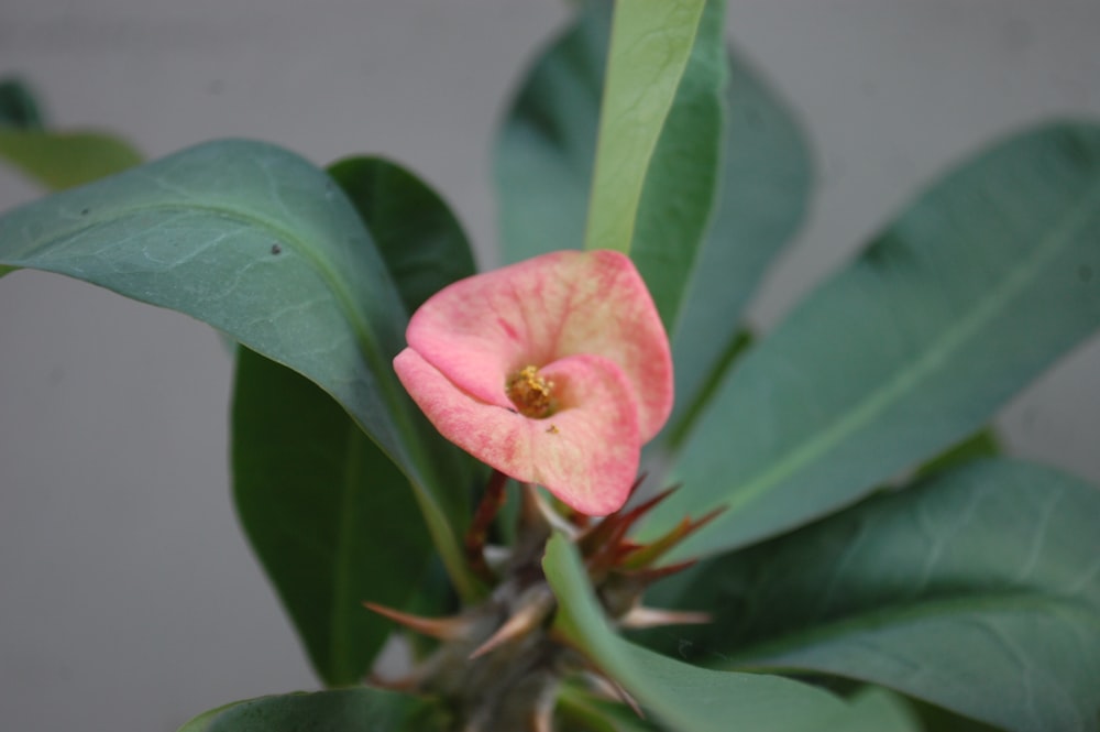 a pink flower with green leaves in the background