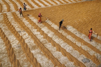 A group of five people is working in an agricultural field where golden grains are spread out in long rows for drying. They are wearing colorful traditional clothing and using tools to turn or arrange the grains. The perspective captures the repetitive pattern of the rows and the coordinated activity.