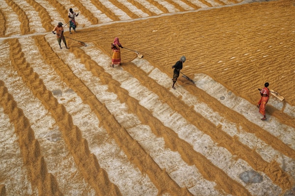 A group of five people is working in an agricultural field where golden grains are spread out in long rows for drying. They are wearing colorful traditional clothing and using tools to turn or arrange the grains. The perspective captures the repetitive pattern of the rows and the coordinated activity.