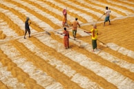 A group of people is working together to spread and dry grains, using large bamboo or wooden rakes. They are dressed in colorful attire, and the scene is set against an expansive, golden field of grains marked with rows.