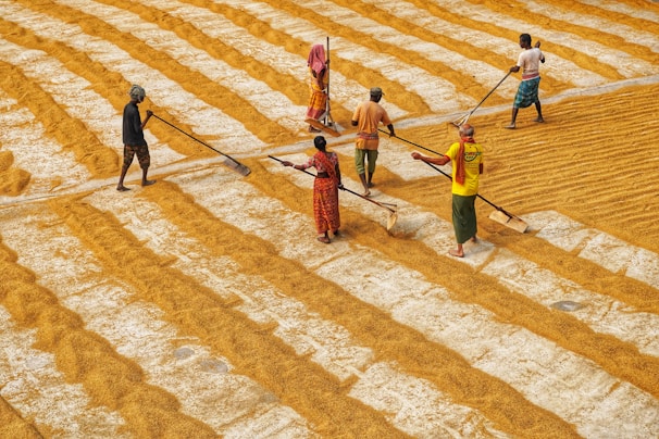 Workers sorting and packaging local rice at the rizerie communautaire de Casamance.