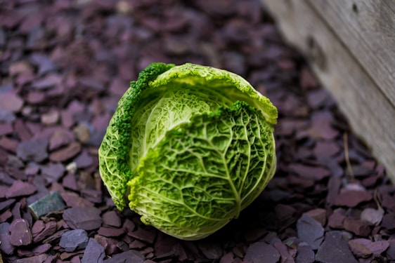 A rustic wooden table with fresh cabbage heads and traditional sauerkraut jars, surrounded by green fields under a clear sky.