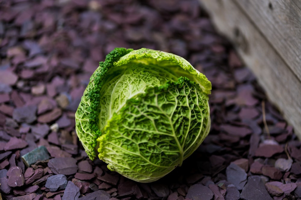 a head of lettuce sitting on the ground