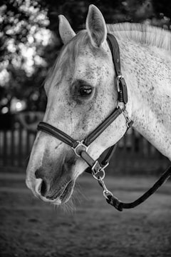 The black and white image captures a close-up side profile of a horse with a speckled coat and a bridle on its head. The background is softly blurred, with hints of trees and a wooden fence, giving a serene and natural feel to the scene.