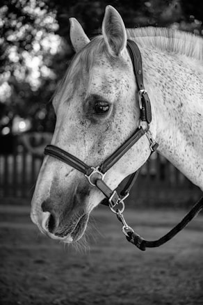 The black and white image captures a close-up side profile of a horse with a speckled coat and a bridle on its head. The background is softly blurred, with hints of trees and a wooden fence, giving a serene and natural feel to the scene.
