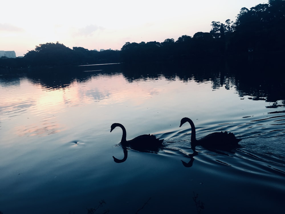 two black swans swimming in a lake at sunset