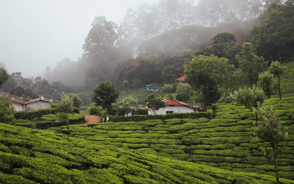 uma encosta verde exuberante coberta de muitas árvores