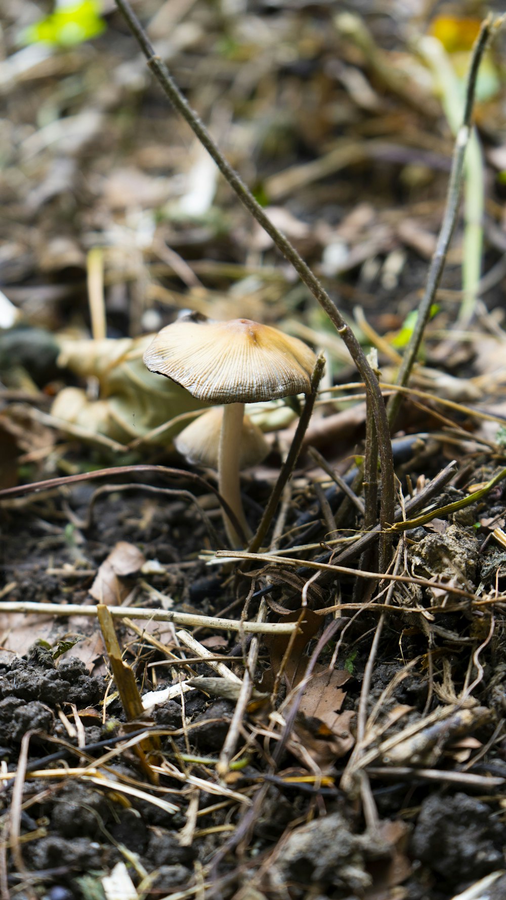 ein kleiner weißer Pilz, der auf dem Boden sitzt