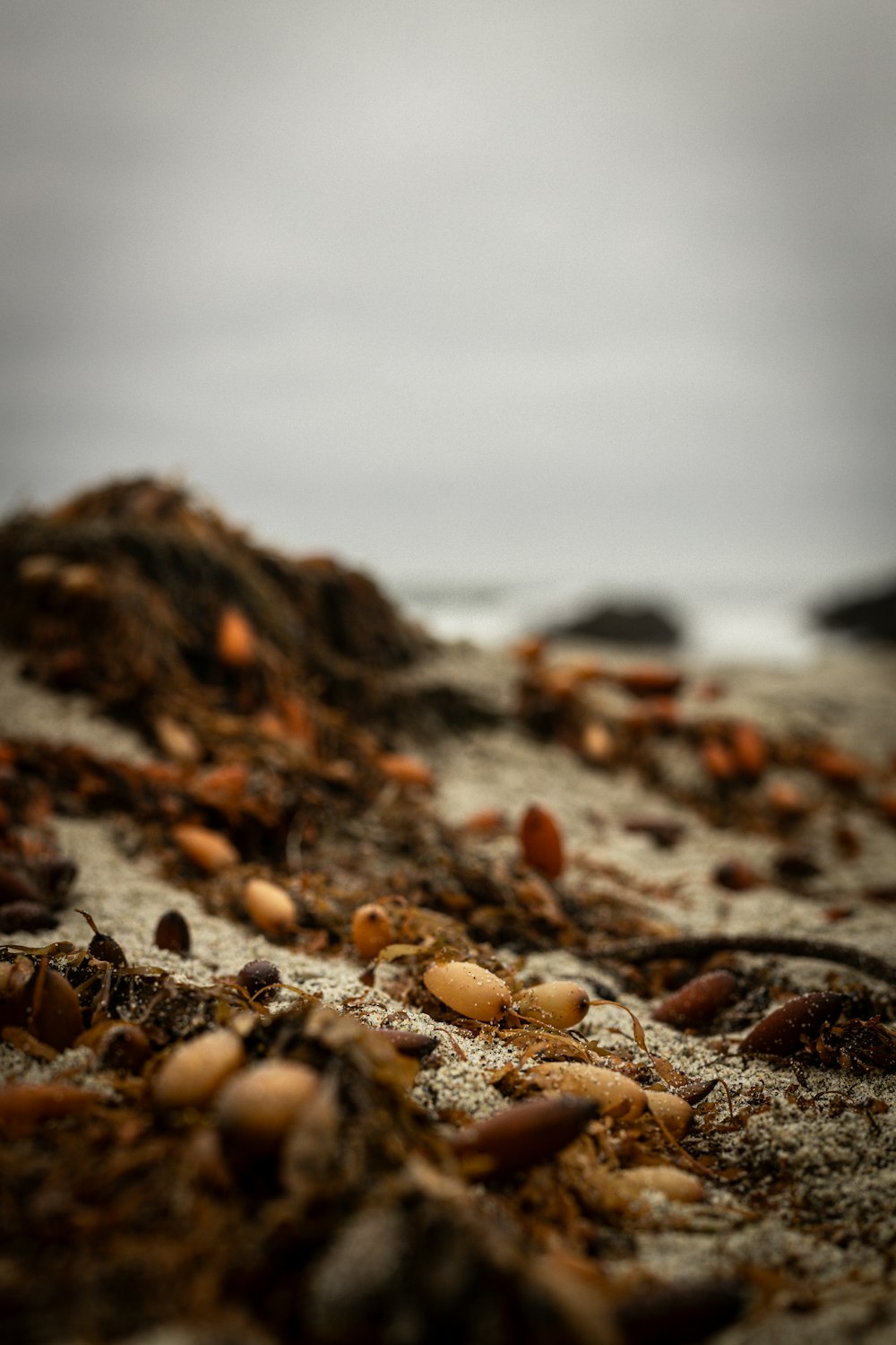uma pilha de areia e conchas em uma praia