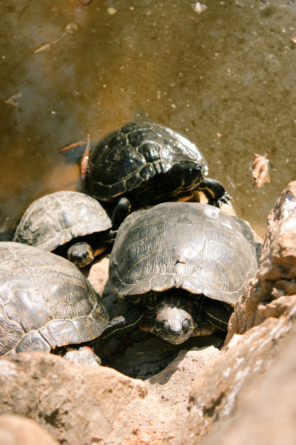 a group of turtles sitting on top of a rock