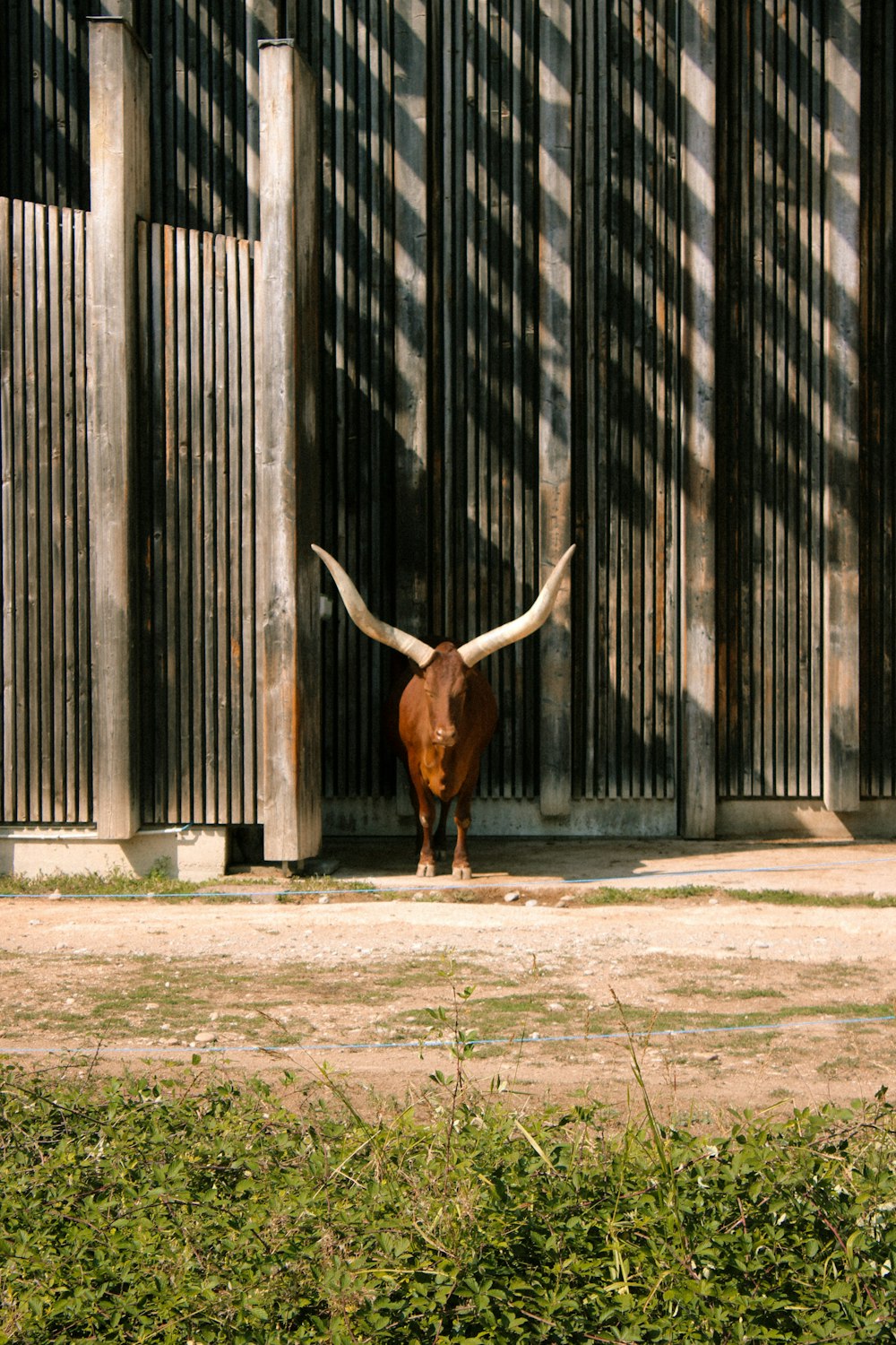 a bull with long horns standing in front of a building