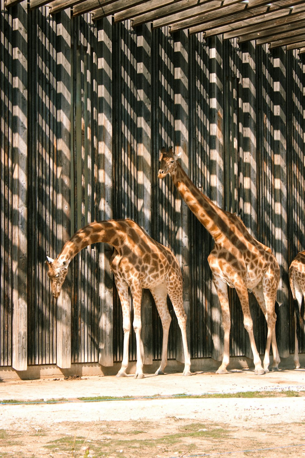 three giraffes standing in front of a metal fence