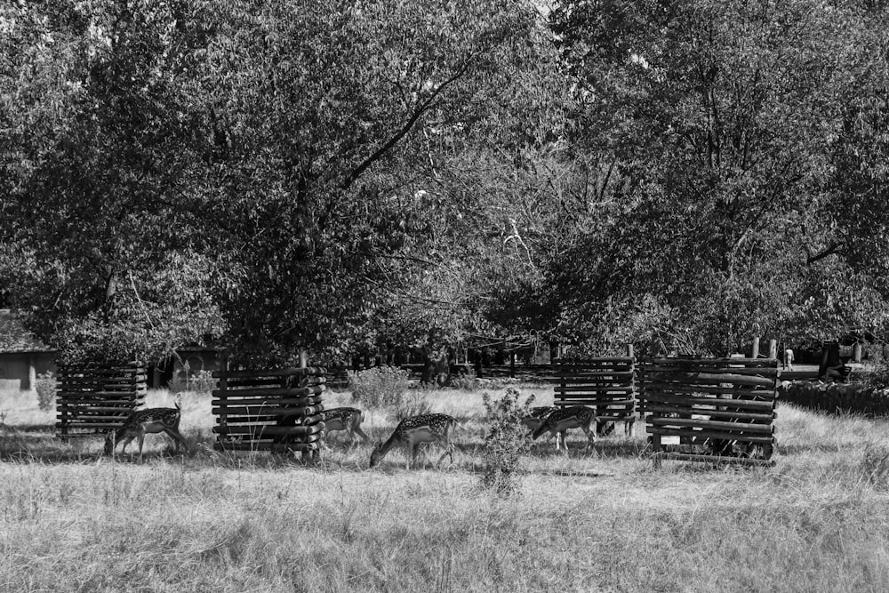 a black and white photo of a forest