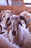 A close-up of a sheep with large curved horns standing among a group of other sheep. The animal has a thick woolly coat and an alert expression. Wooden structures are visible in the background, suggesting a barn or farm setting.