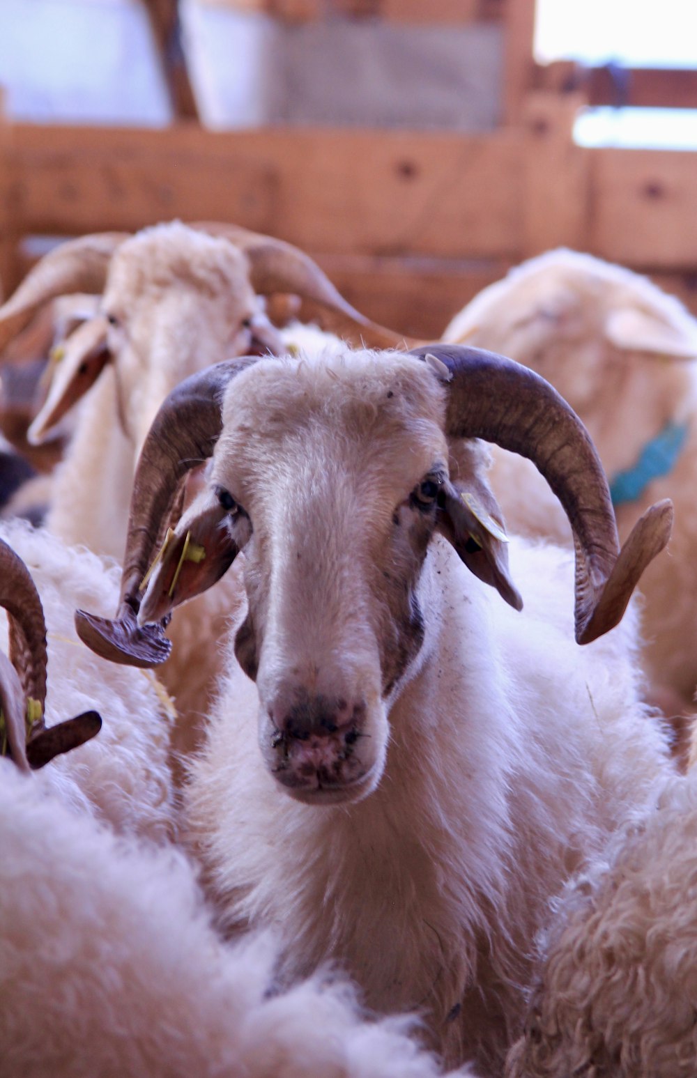 a herd of sheep standing next to each other