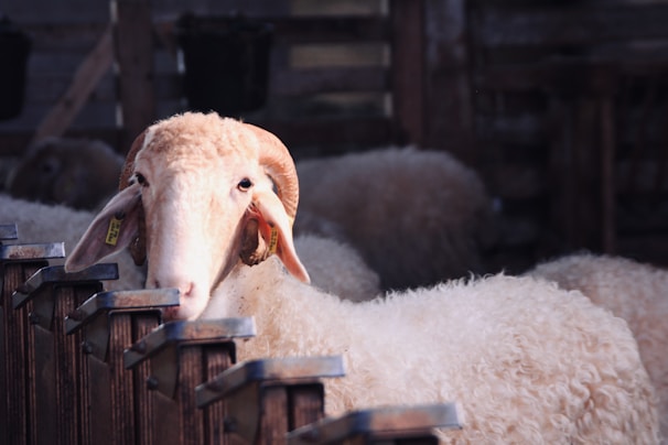 Close-up of live sheep imported from Spain resting in shaded pens.