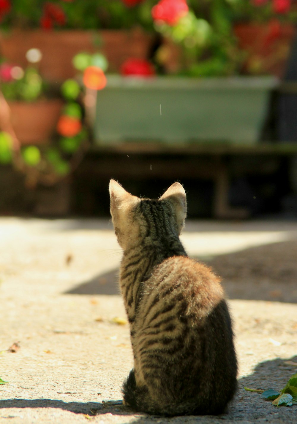a cat sitting on the ground in front of a potted plant