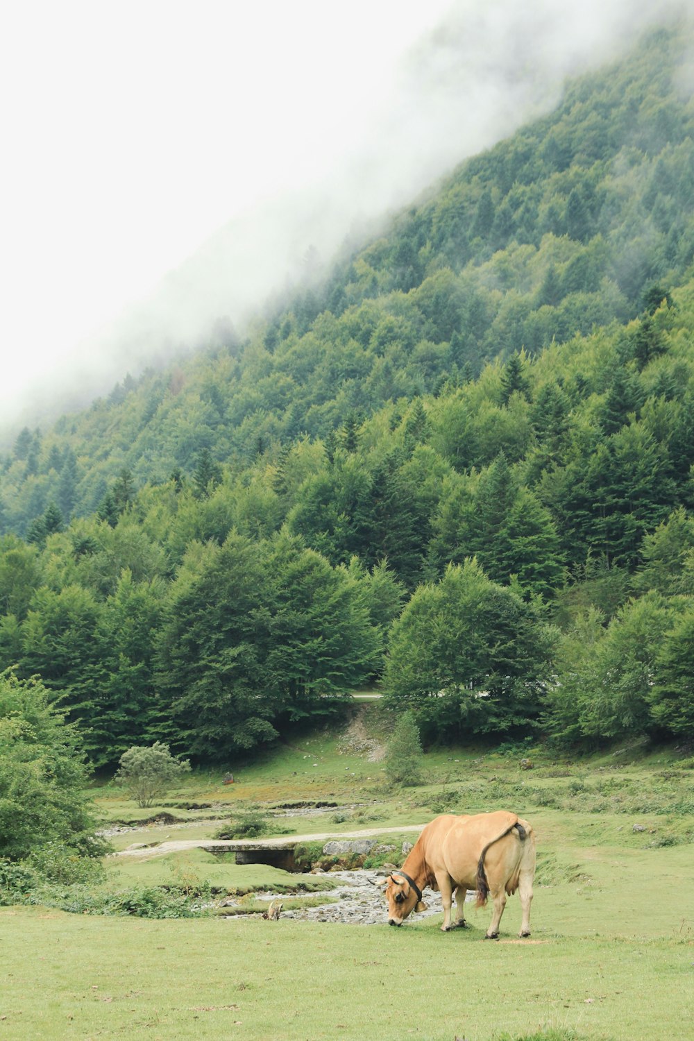 uma vaca pastando em um campo com uma montanha ao fundo