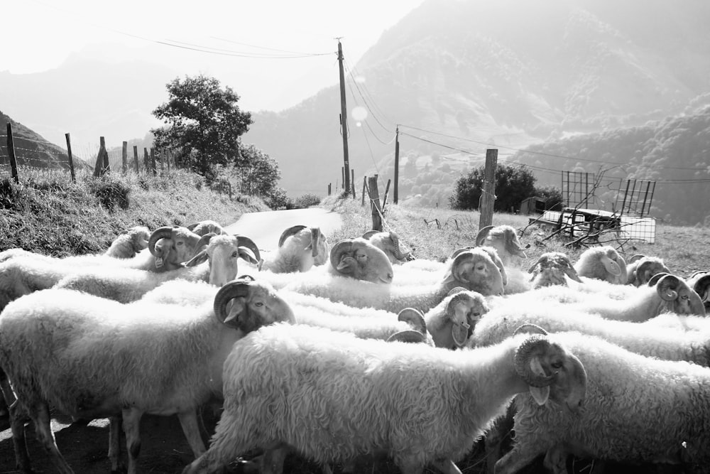 a herd of sheep walking down a dirt road