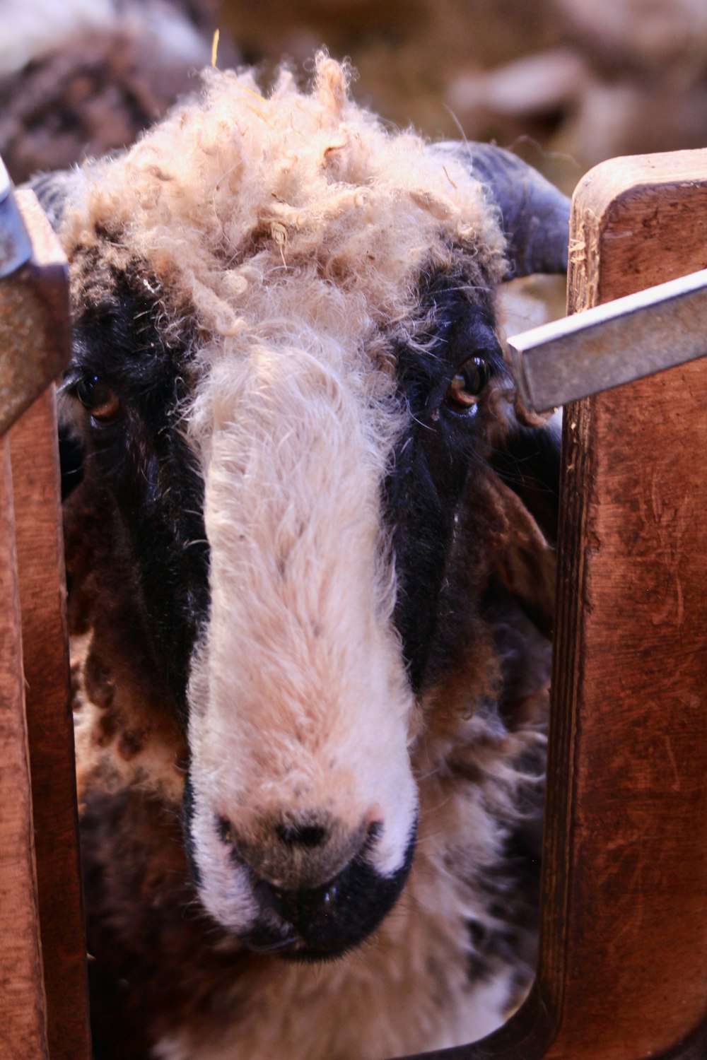 a close up of a sheep in a wooden chair