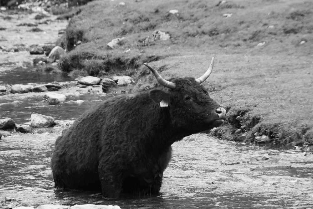a black and white photo of a yak in a stream