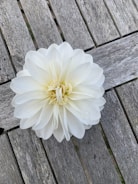Close-up of delicate white petals scattered on a wooden table.