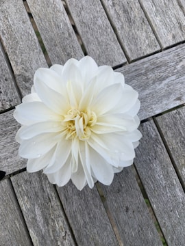 Close-up of delicate white petals scattered on a wooden table.