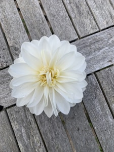 Floral Centerpiece